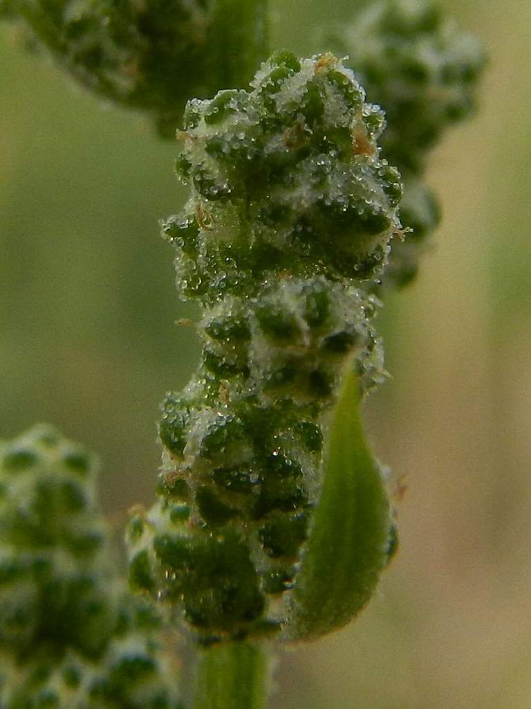 Chenopodium album / Farinello comune